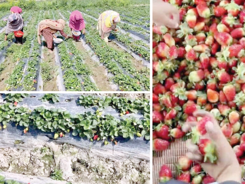 Sweet and tangy: strawberry farming flourishes in Deepalpur