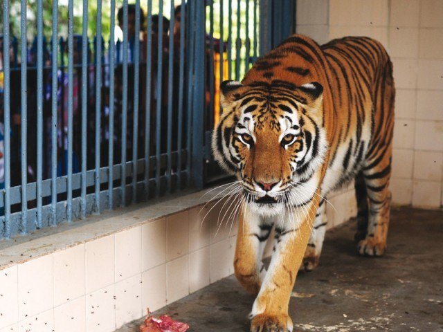 Staff leave cancelled at Lahore Safari Zoo and Zoos for eid celebrations