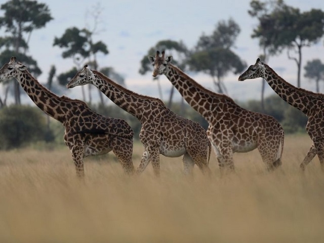 Quarantine issue halts import of giraffes, rhinos