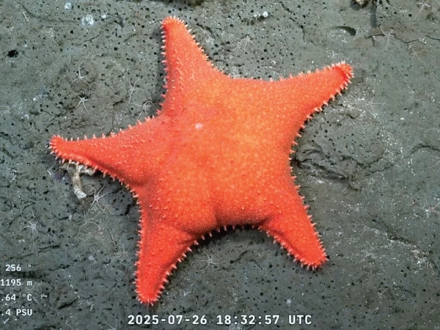 Argentina's real-life Patrick Star