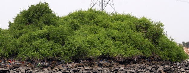 First FIR filed against mangrove logging
