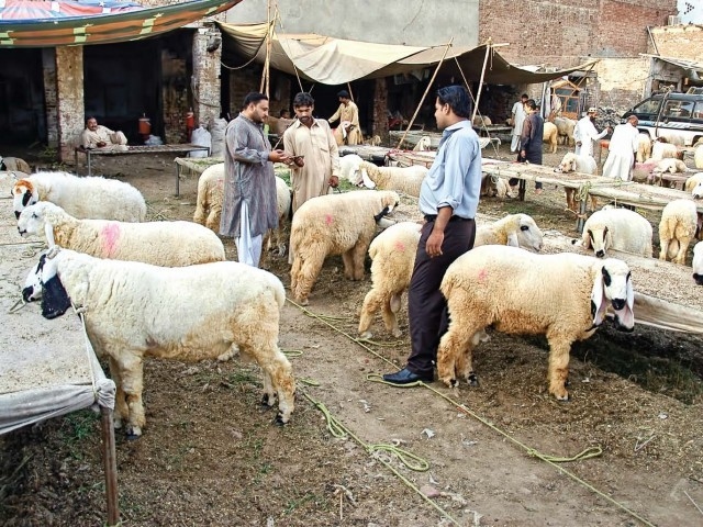 Cattle markets thrive as Eid approaches