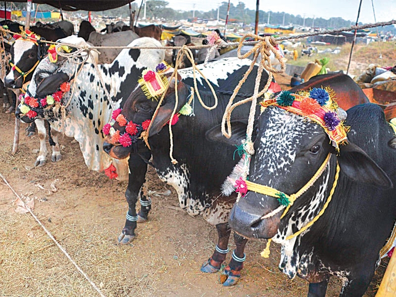 Bhata Ground auction breaks all records