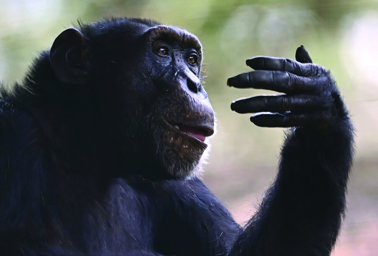 Lonely chimpanzee starts anew in Brazil