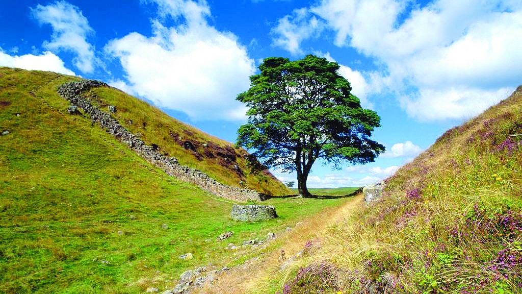 UK court convicts duo of felling historic tree