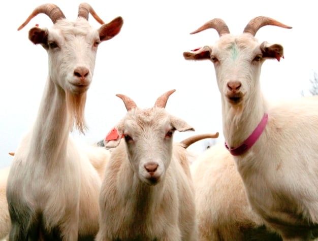 Three rustlers caught red-handed