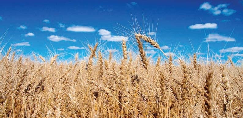Wheat crop may fall below 28m tons