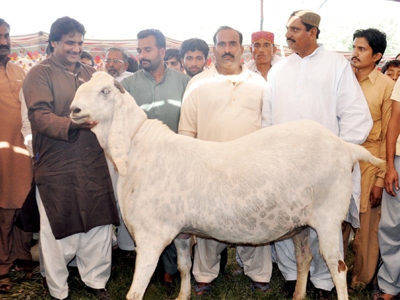 Rajanpuri goats turn heads at Islamabad cattle market