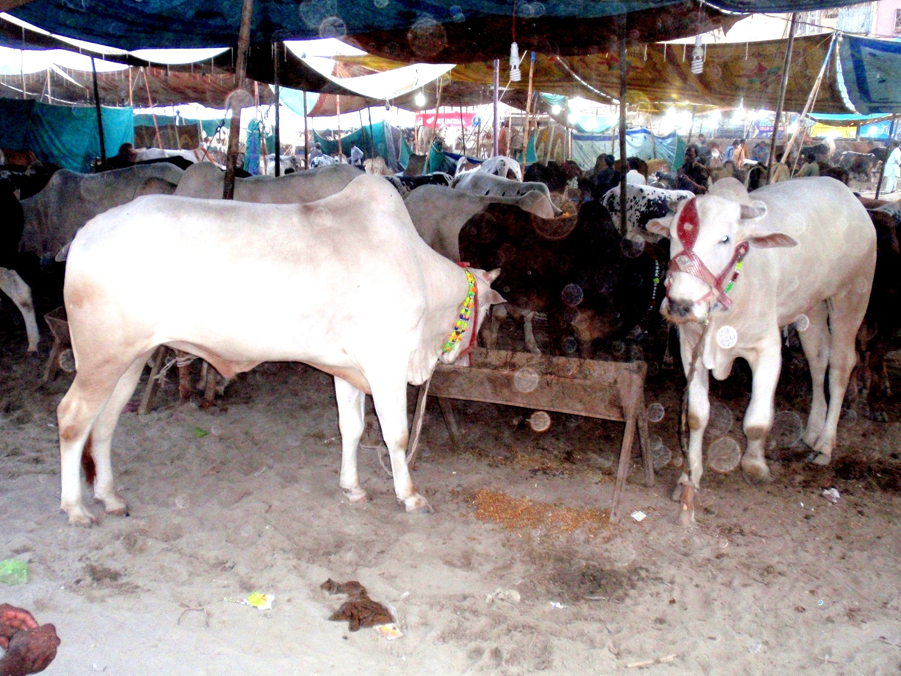 Eid cattle market opens in Rawalpindi