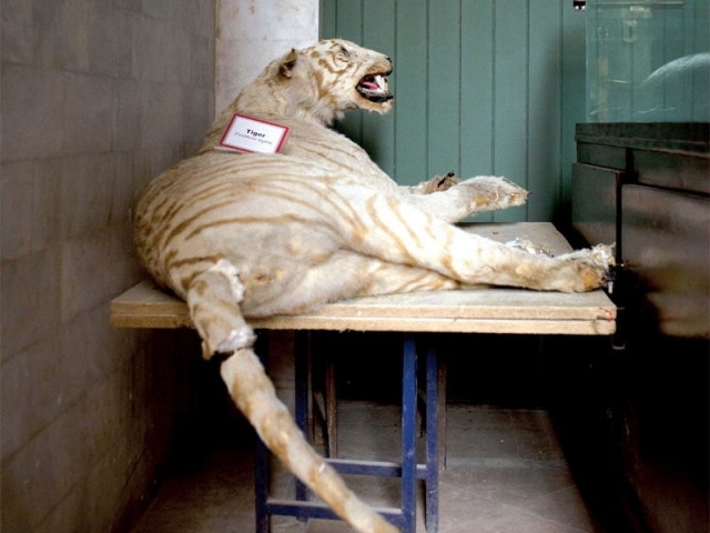 Lion seized in Gujar Khan raid