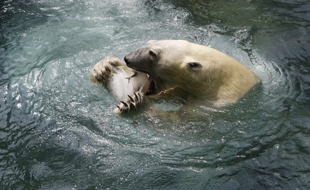 Bear rescued from abuse, illegal captivity