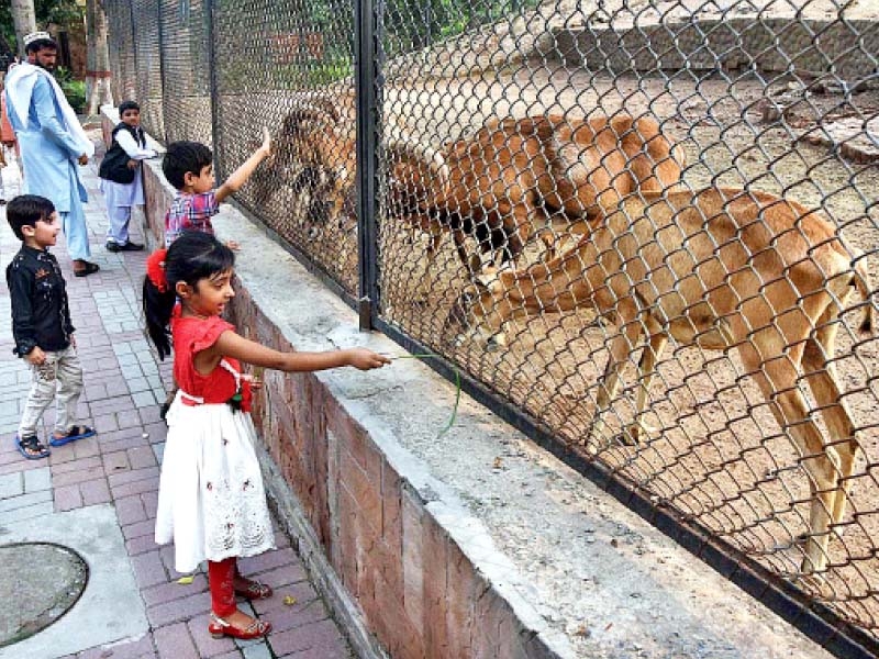 Lahore Zoo, Safari Park draw record crowds
