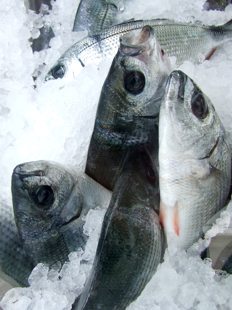 Pakistan set to introduce National Fisheries Policy