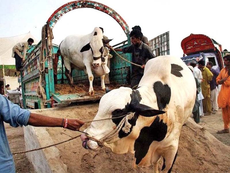 Animal sacrifice hits hard amid skyrocketing prices this Eid