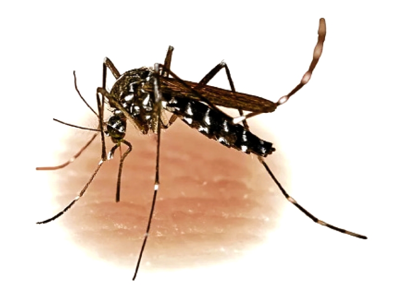 Dengue outbreak shows no signs of abating