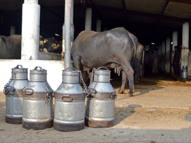 Livestock disease surveillance stressed