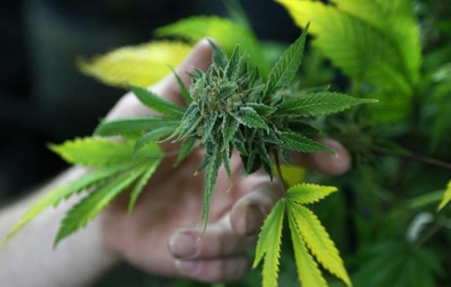 Turkey destroys 30,000 marijuana plants