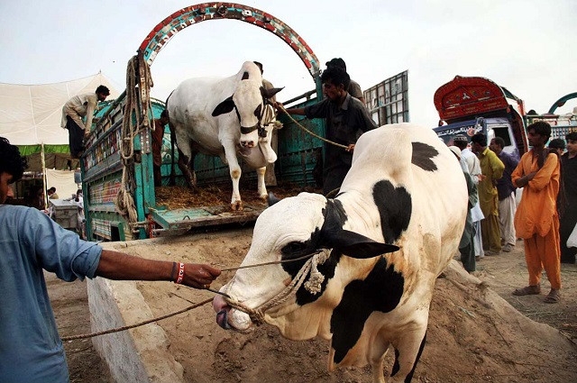 Livestock sold by weight in Charsadda's village