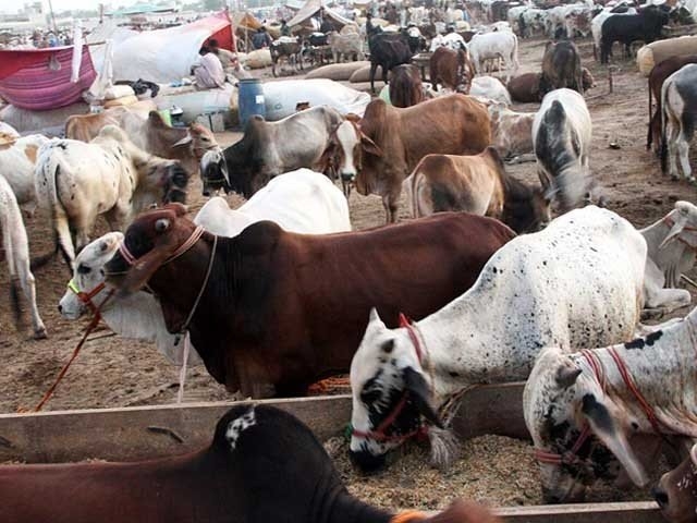 Quack vets thrive during Eid season