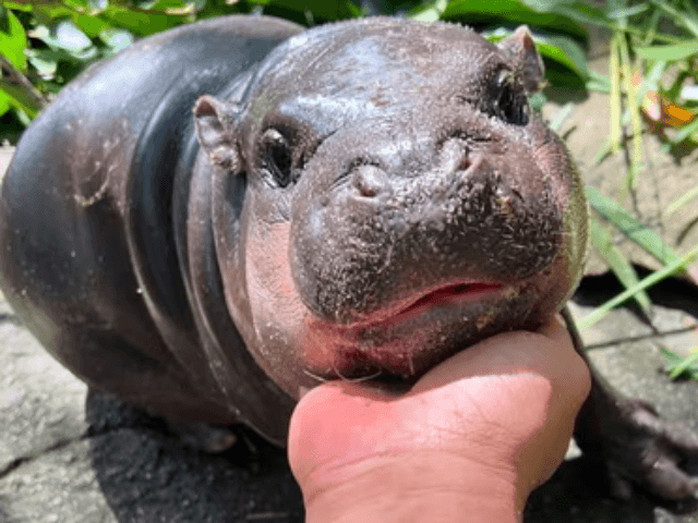 Thailand's pygmy hippo Moo Deng celebrates first birthday amid fading internet fame