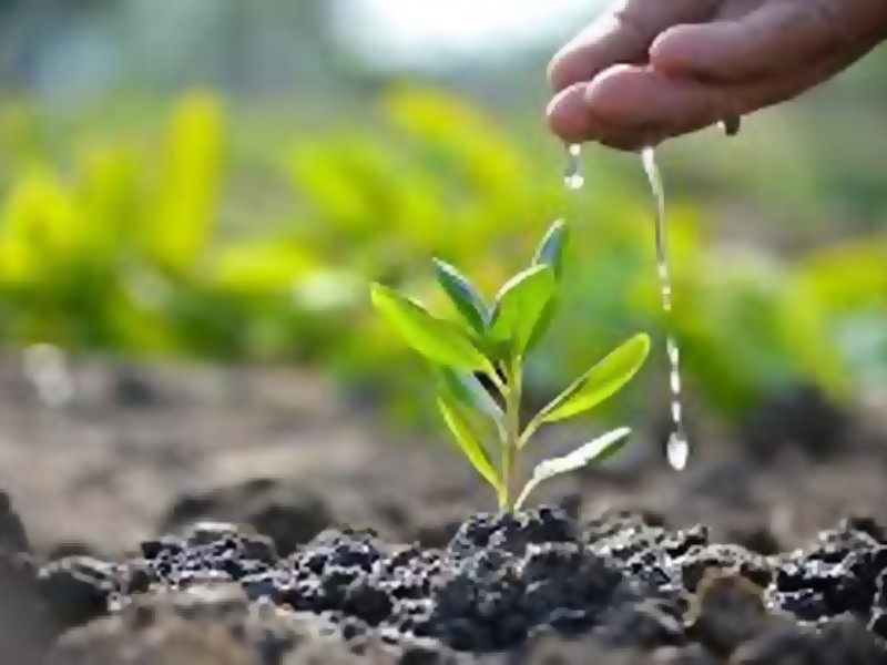 Plantation drive kicks off