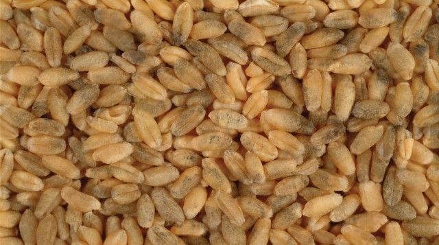 Millers, food dept lock horns over 'rotten' wheat