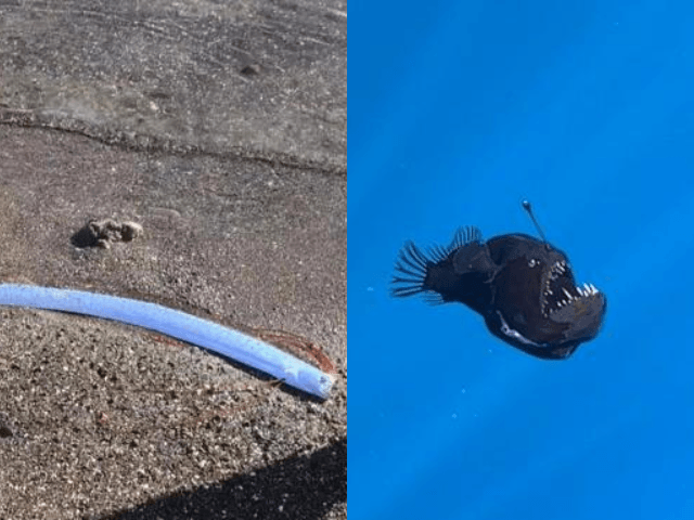 Rare deep-sea creatures washing ashore—warning sign? The internet reacts