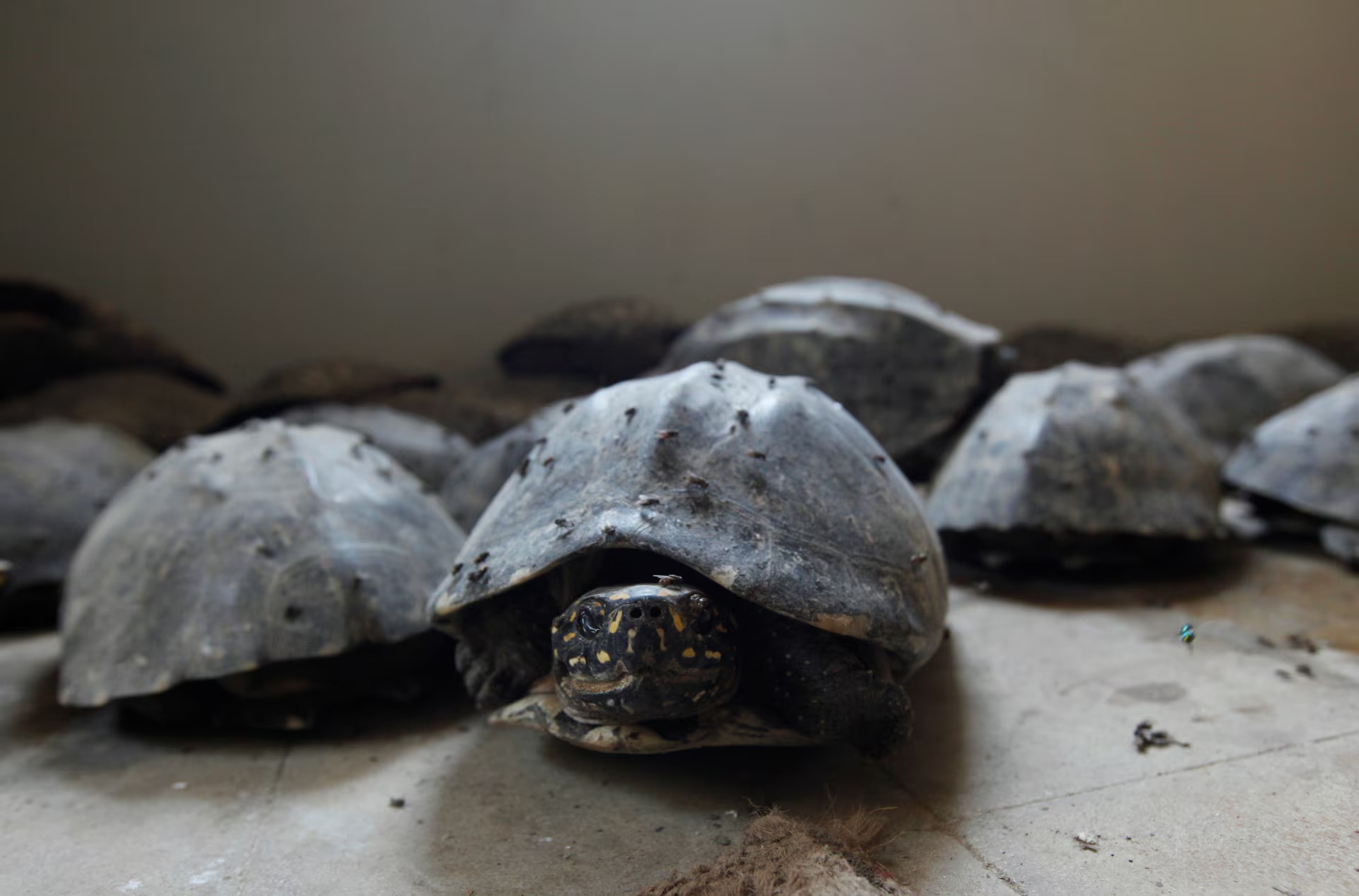 Caged for profit: Pakistan's underground animal trade