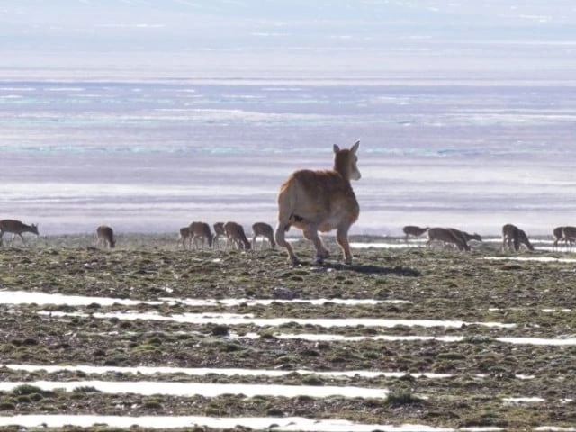 China uses 5G, AI ‘robot antelope' for wildlife monitoring
