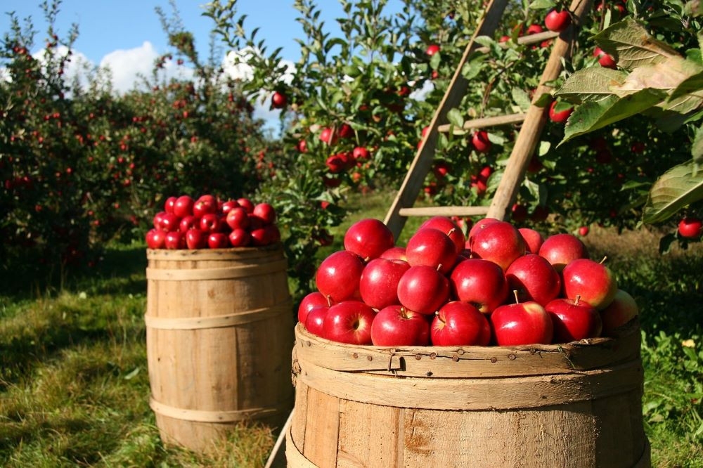Lack of storage facilities causes post-harvest losses