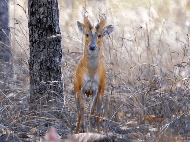 Suspects booked for poaching rare Barking Deer in Islamabad