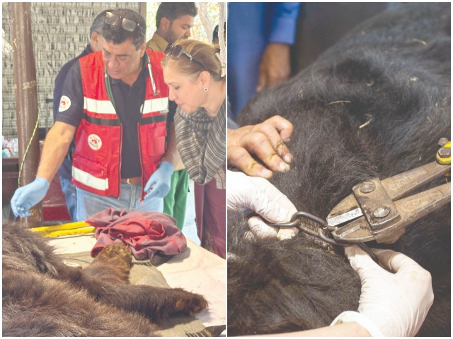 Another injured bear rescued from jugglers