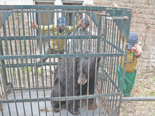 IWMB commended for bear rescue