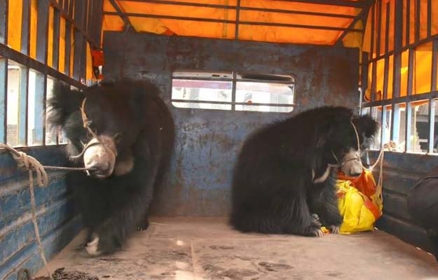 Two black bears rescued in DG Khan