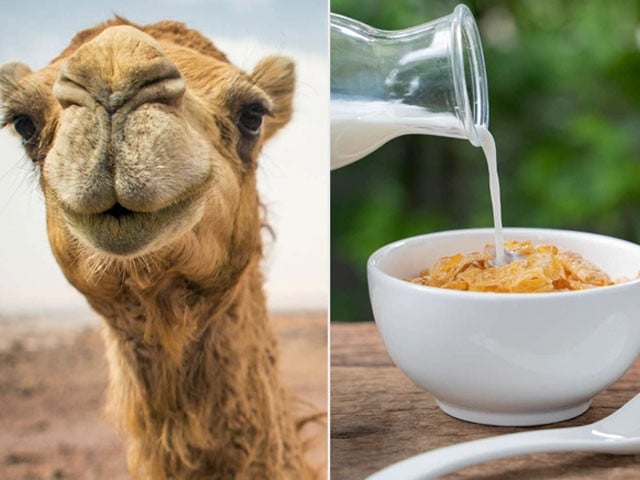 Camel rearing can drive livestock growth, say officials