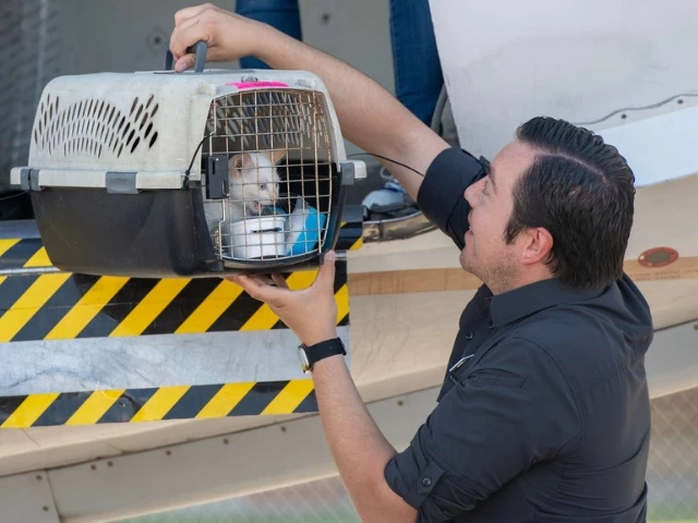 Pets reunited with owners after Texas floods as Best Friends Animal Society aids rescue efforts