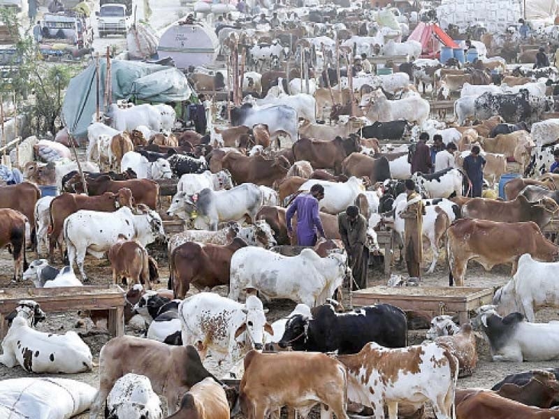 Murree sets up cattle market for Eidul Azha