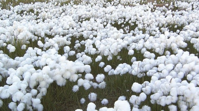 High cotton imports set off alarm bells