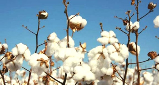 Concerns mount as cotton output falls 34%