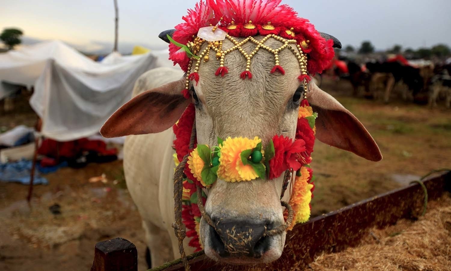 When is Eidul Adha 2025 in Pakistan? Expected dates unveiled