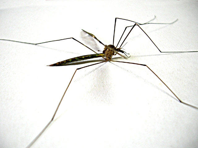 Anti-dengue efforts reach over 42,000 homes