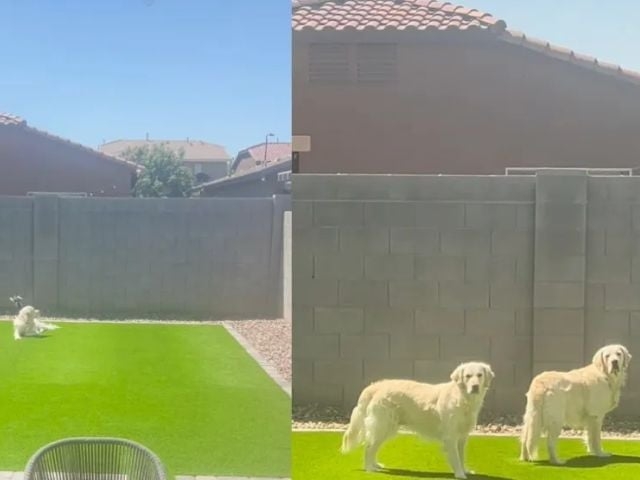 Golden Retrievers Wrigley and River go viral for playful bird encounter in backyard