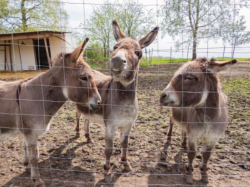 Path cleared for Chinese donkey farms in Gwadar