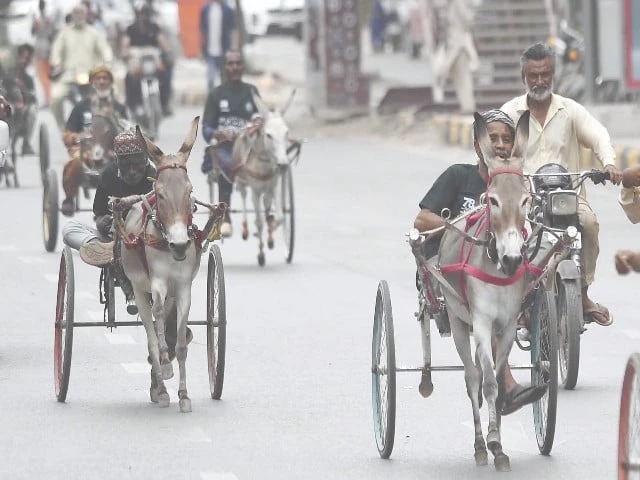 Donkey cart race marks freedom, resilience