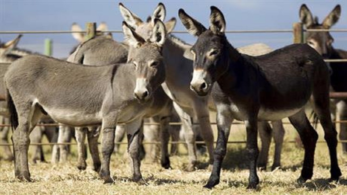 China to set up donkey farms in Pakistan for meat exports