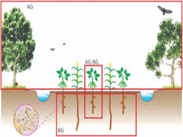 Ecology above, engineering below