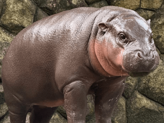 Terminally ill Thai boy's final wish to meet viral pygmy hippo Moo Deng fulfilled