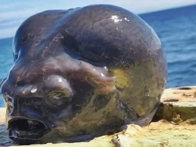 Fisherman catches bizarre ‘alien-like' sea creature, sparking online frenzy