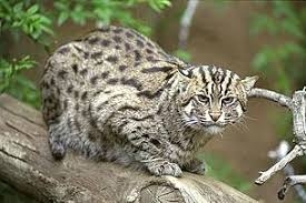 Pakistan's rare fishing cat nears extinction amid habitat loss, pollution
