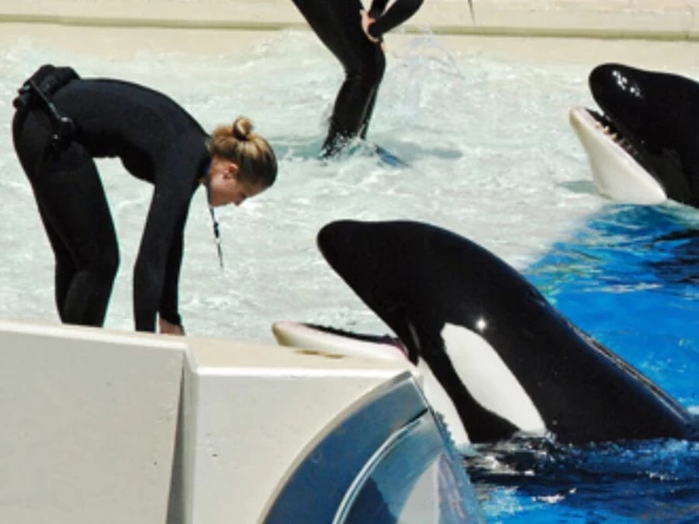Was Jessica Radcliff killed by an orca? The real story behind the viral footage